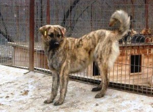 Dunga aus Ploiesti