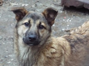 Merle aus Ploiesti