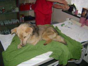AMBER: Komplett verhungert und dehydriert. Paypal: Hopeforstrays@yahoo.com