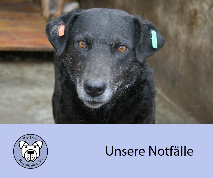 notfälle