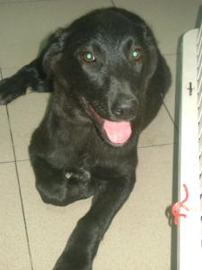 Amma1