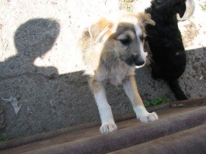 Masha1
