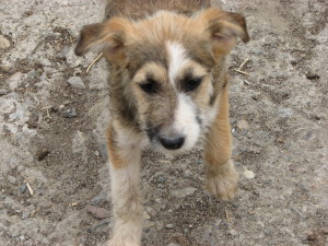 Masha7