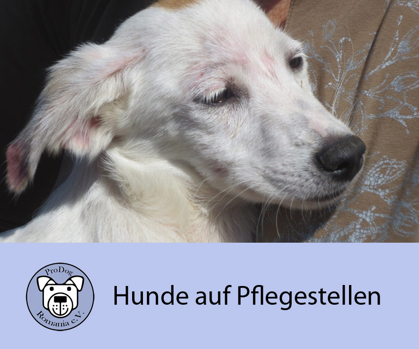 Hunde auf Pflegestellen