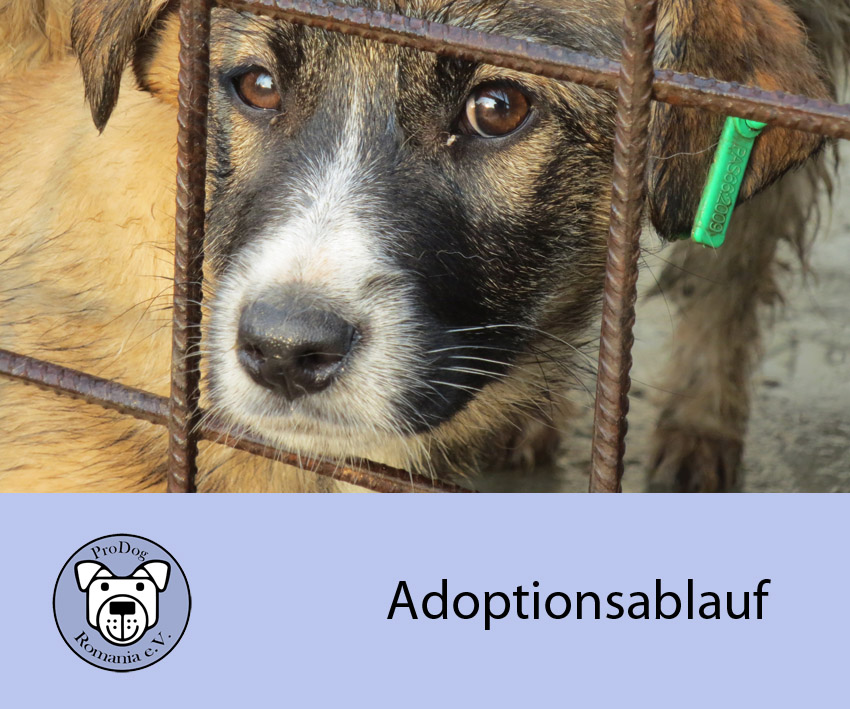 adoptionsablauf