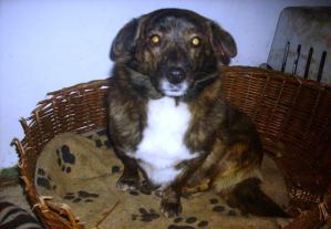 Frieda