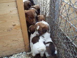 Welpen3