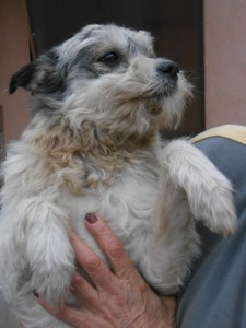 Jesko