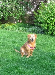goldie2