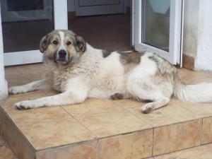 Aksel2
