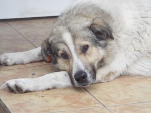 Aksel3