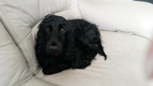 Hilde