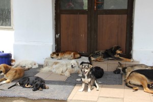 Siesta