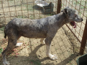 Ursa (2)