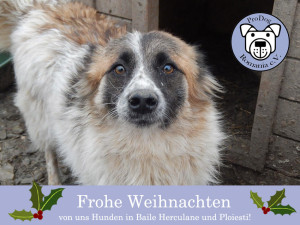 Weihnachten2014 Kopie