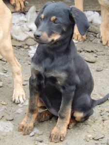 Xena