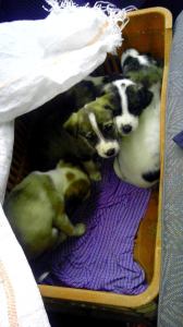 puppies2