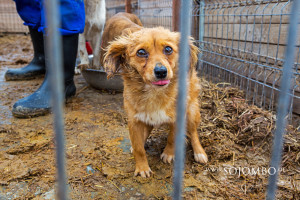 Pro_Dog_058
