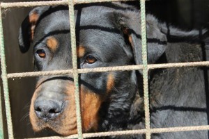 rottie1