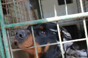 rottie3