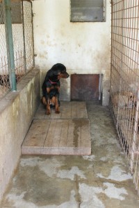 rottie4