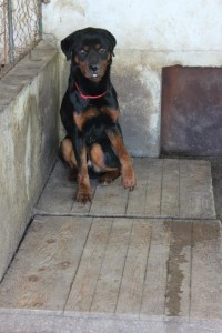 rottie5