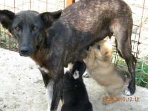 puppies3