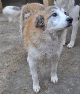 tamas
