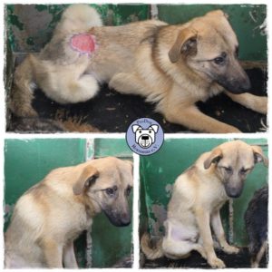 Leon-200023973
