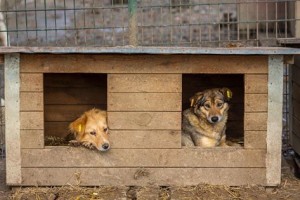 pdr-hundehuetten