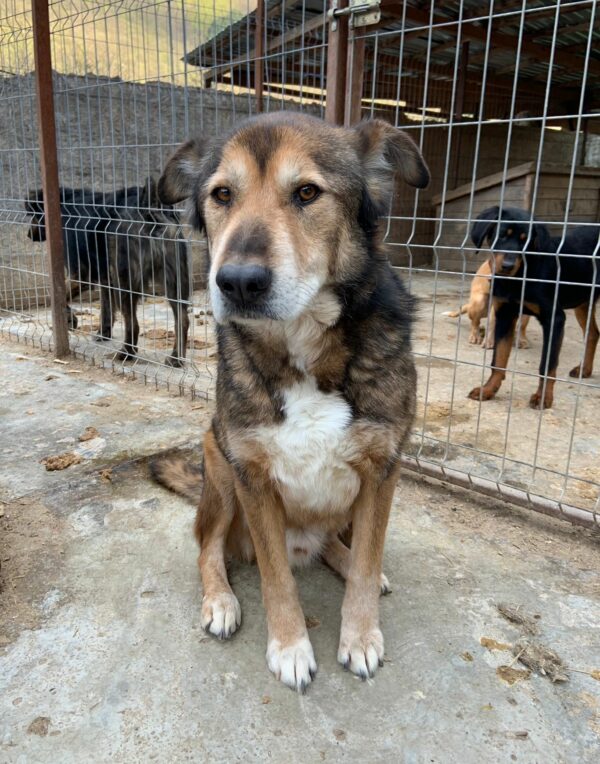 CHAZZ - reserviert Betty - vermittelt