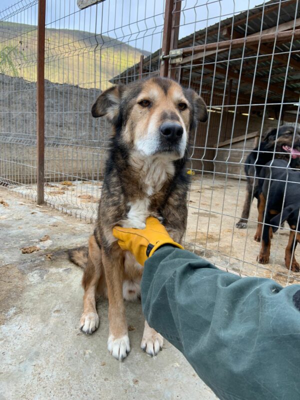 CHAZZ - reserviert Betty - vermittelt – Bild 2