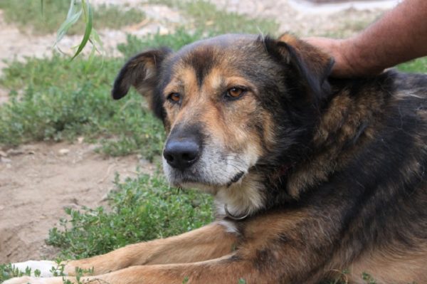 CHAZZ - reserviert Betty - vermittelt – Bild 11