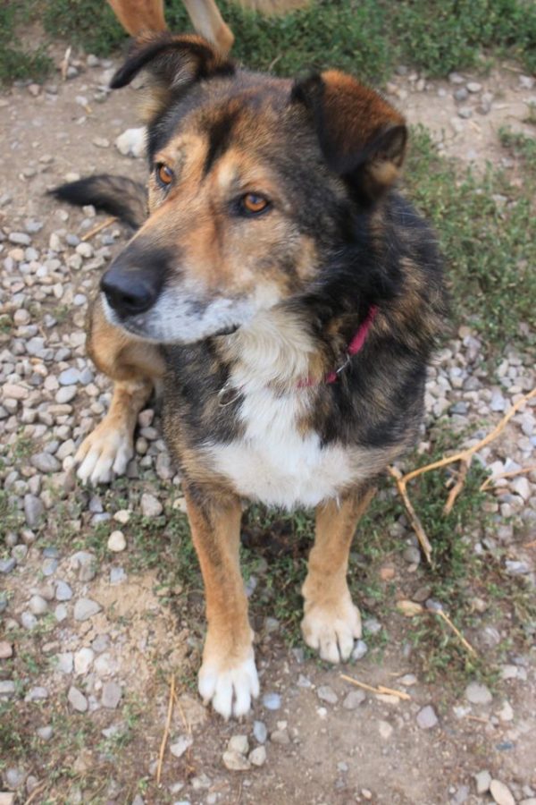 CHAZZ - reserviert Betty - vermittelt – Bild 6