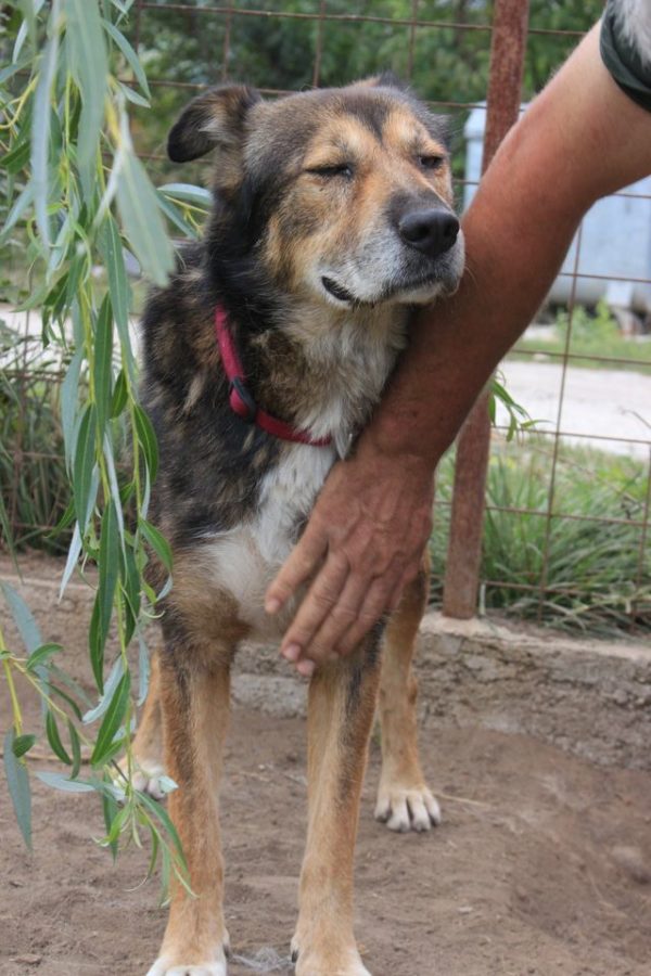 CHAZZ - reserviert Betty - vermittelt – Bild 8