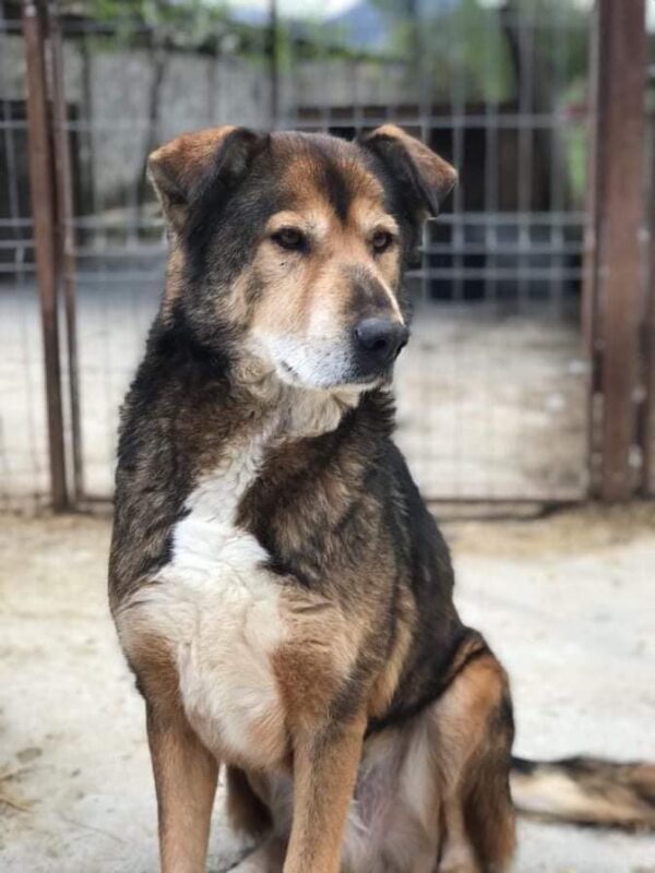 CHAZZ - reserviert Betty - vermittelt – Bild 3