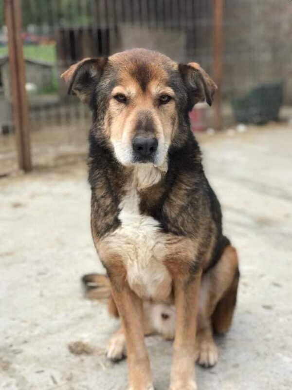 CHAZZ - reserviert Betty - vermittelt – Bild 10