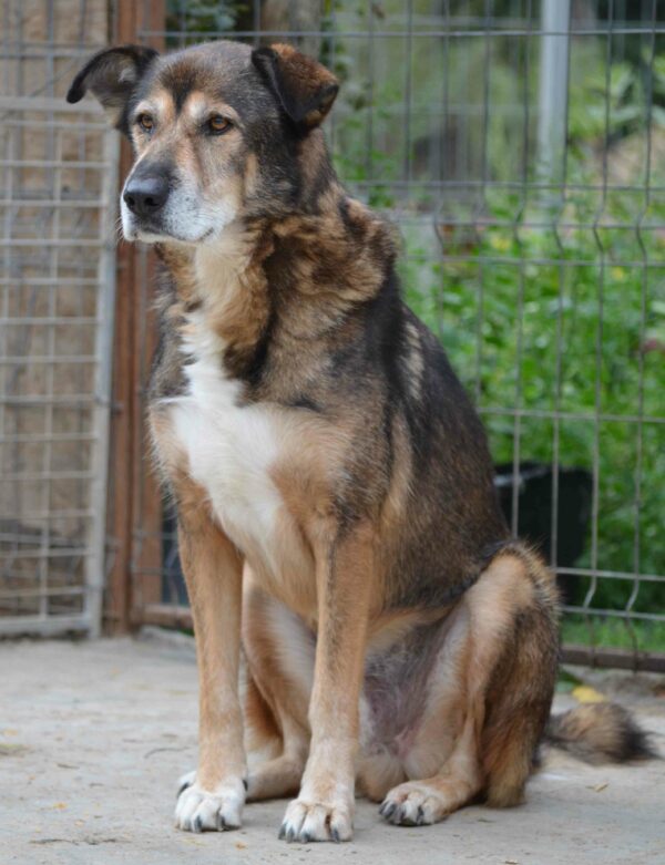 CHAZZ - reserviert Betty - vermittelt – Bild 4