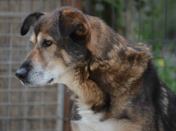 CHAZZ - reserviert Betty - vermittelt – Bild 5
