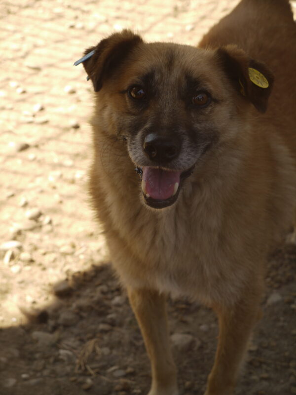 SWAYZE - vermisst 08/2022 – Bild 9