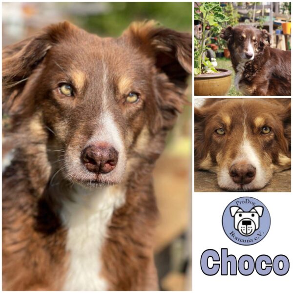 CHOCO - Gnadenplatzhund seit dem 28.04.2018 - RBB 06/2025