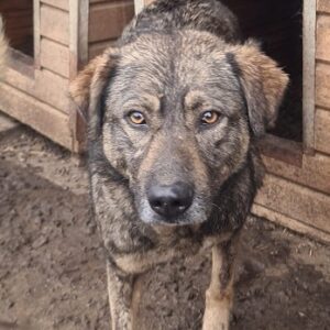 KLEIN VIOLA (MIRCEA) - seit 2017 im Shelter