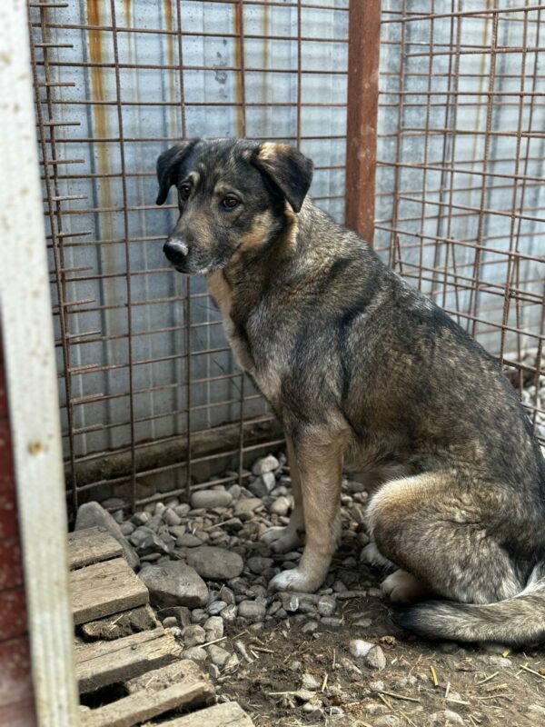 RANIDA (♀) - seit 2020 im Shelter – Bild 2