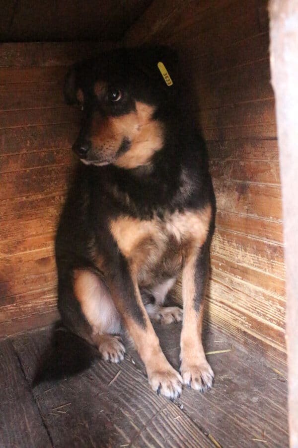 BAILEY (♂) - seit 2019 im Shelter – Bild 3