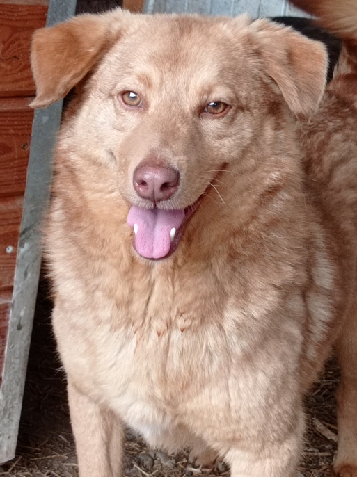 COPPER (♂) - RBB 04/25 – Bild 8