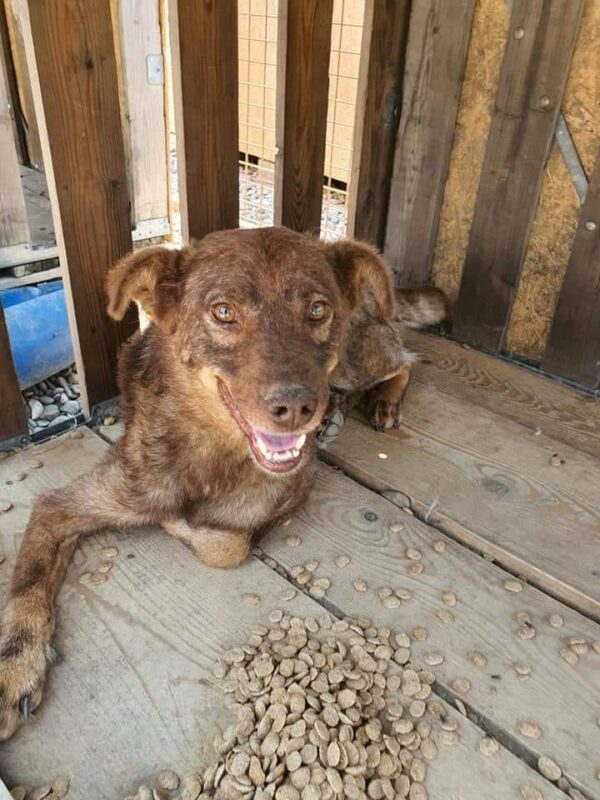 GUINESS - Handicap an Vorderlauf, Hautprobleme! - reserviert Tierhilfe Lebenswert DR (14.04.) - vermittelt – Bild 7