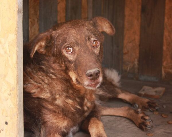 GUINESS - Handicap an Vorderlauf, Hautprobleme! - reserviert Tierhilfe Lebenswert DR (14.04.) - vermittelt – Bild 12
