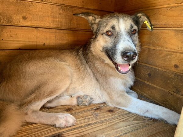 ORION (♂) - seit mindestens 2019 im Shelter – Bild 6