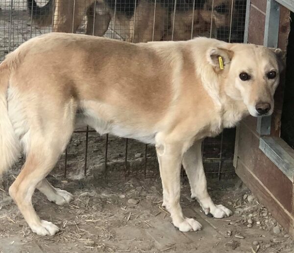 TILDA (♀) – ausgereist zum TSV Ambrosius AT (AL)