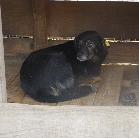TINY - reserviert Tierhilfe Lebenswert DR 15.10. - vermittelt – Bild 3